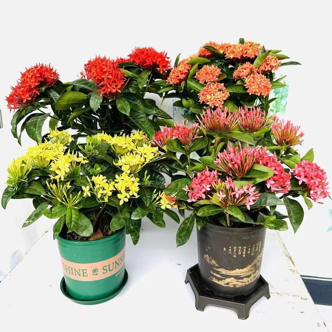 高卒英绿植店