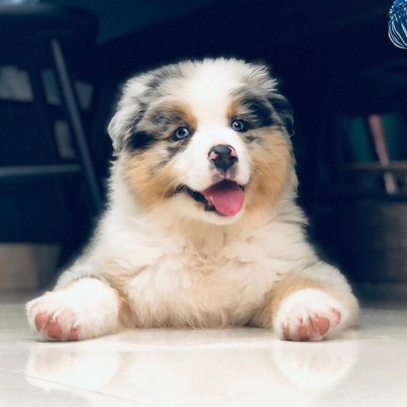 澳牧小胖子🐶