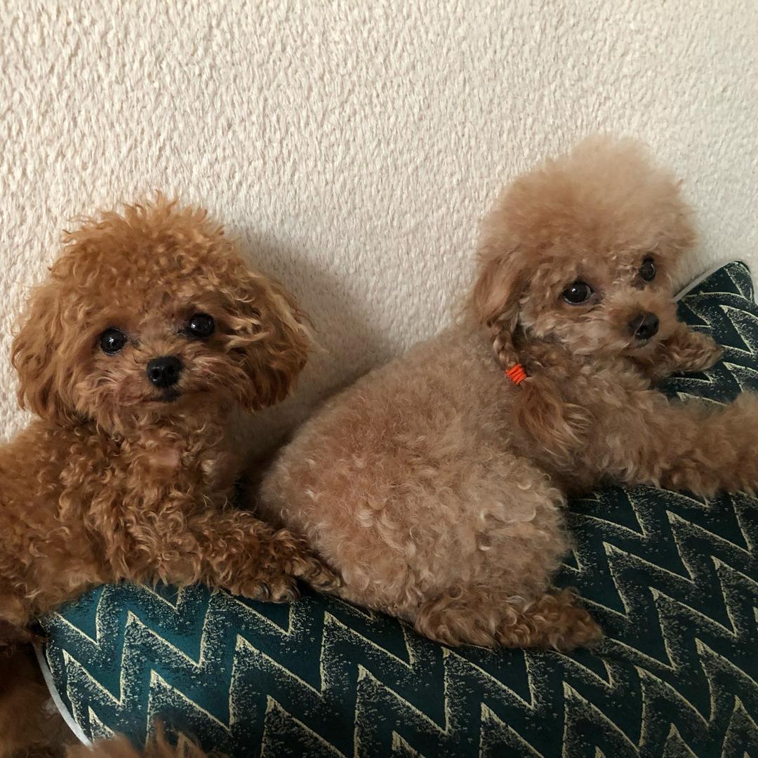 🐯国哥龙妹🐲（十一🐶）