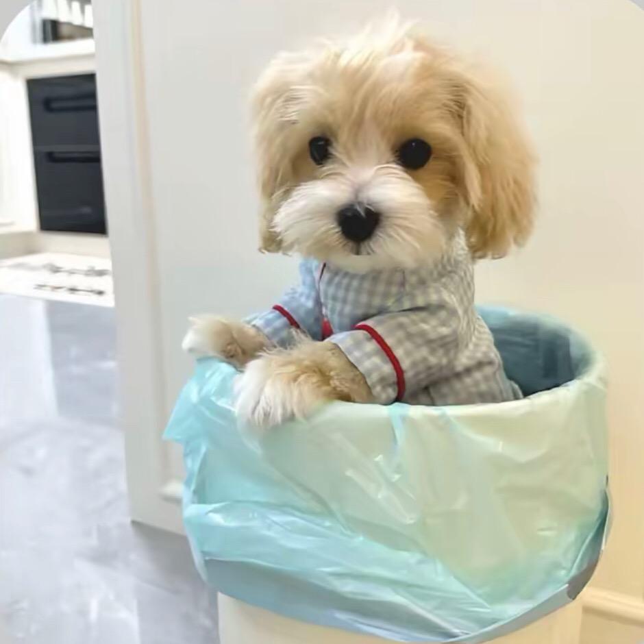 给老苹果削爷爷吃