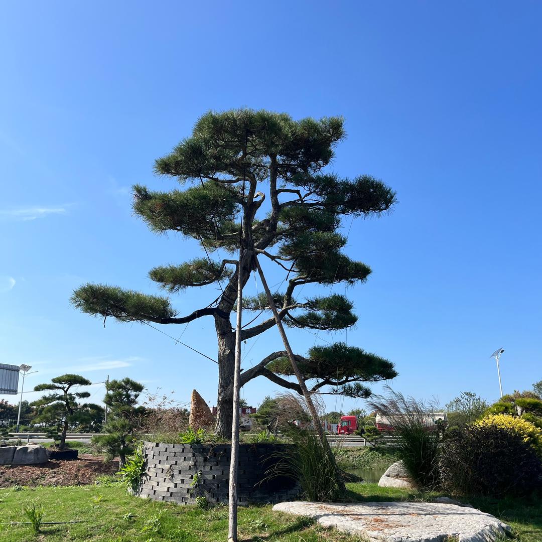 居松堂景观松
