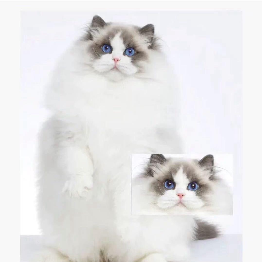沈阳猫宝阁宠物店