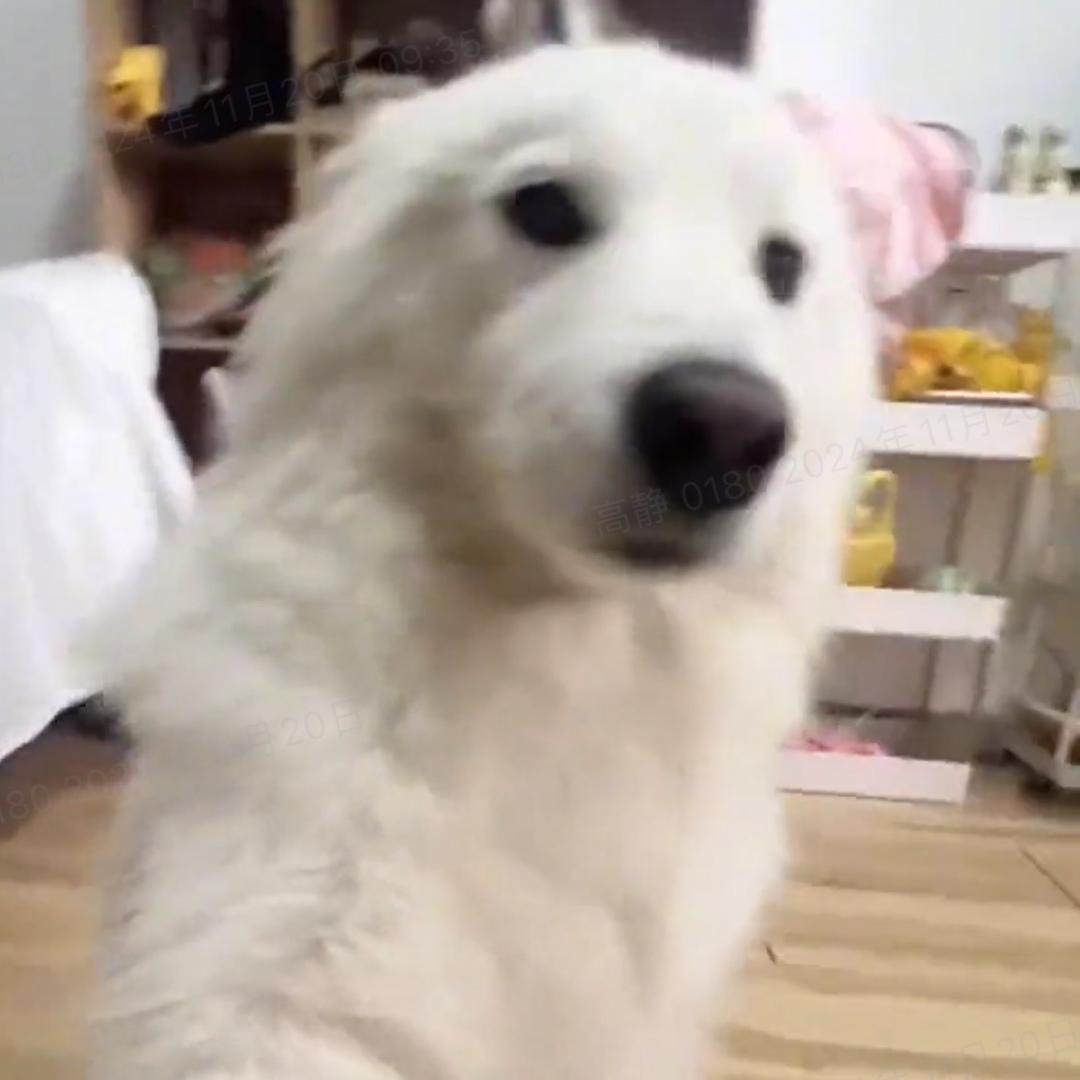 小狗汪汪🐶