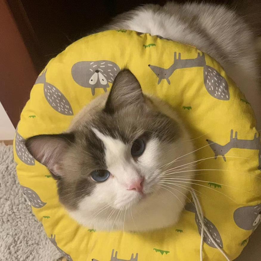 铜锣烧是只猫