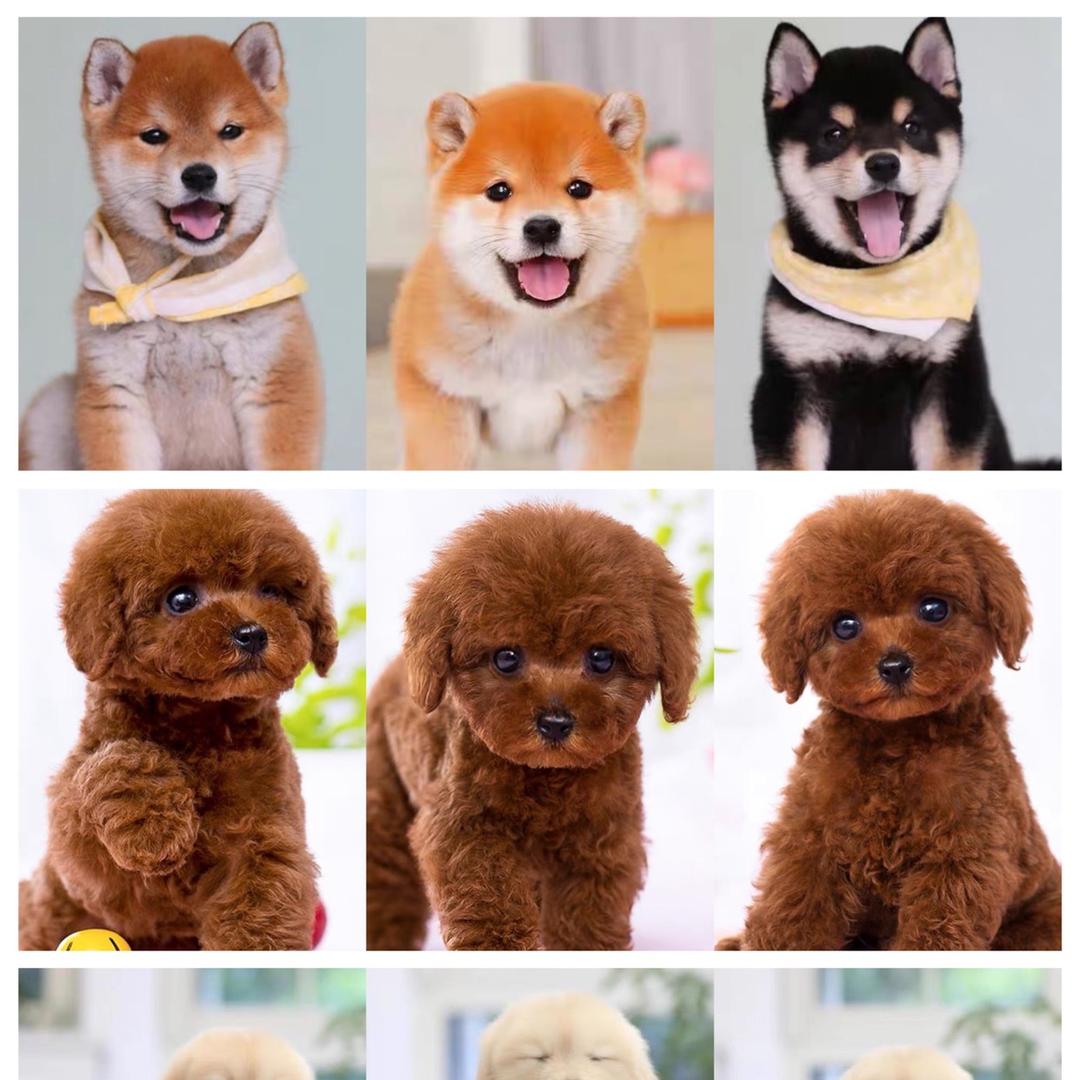 阿磊宠物乐园