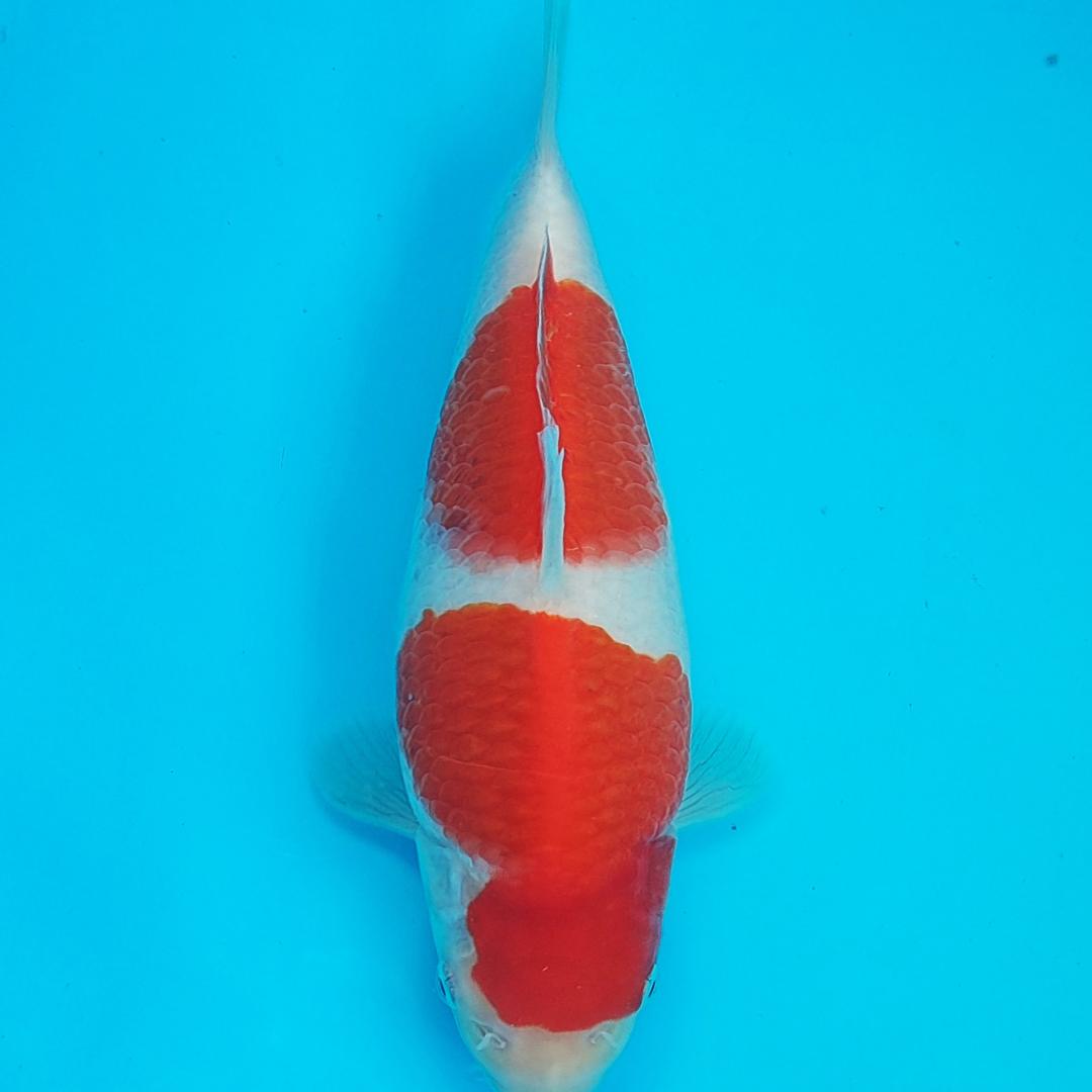 郑州开心水产