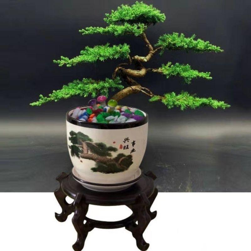 千景园盆景花卉