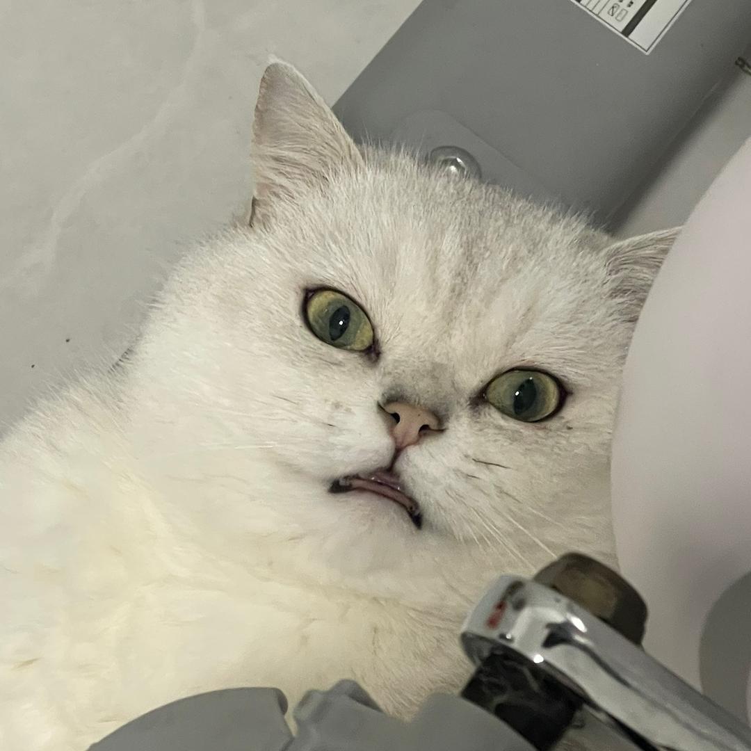 番茄不炒蛋（瘦身版）