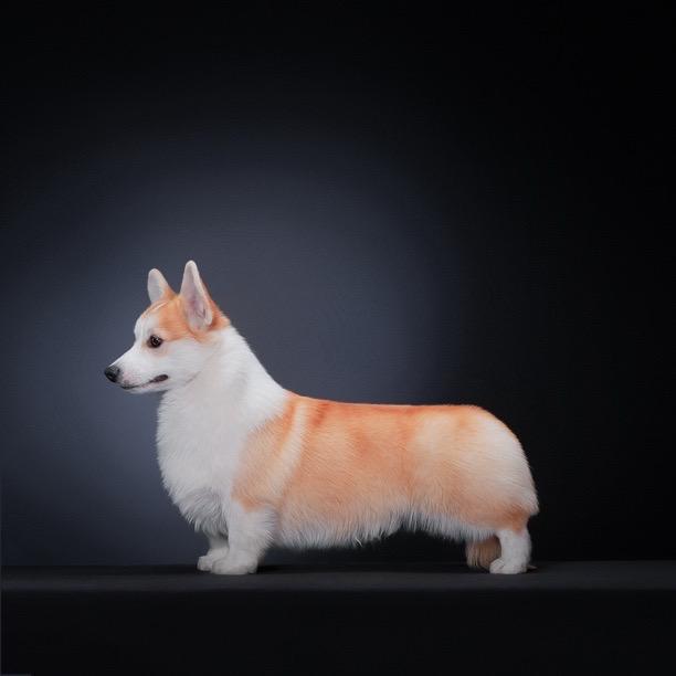 北京风凌家柯基犬舍