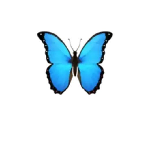 卓嘎🦋