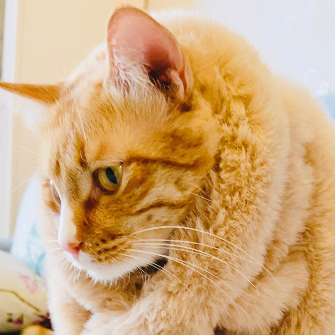 橘猫😺の解忧杂货铺 💕🏪