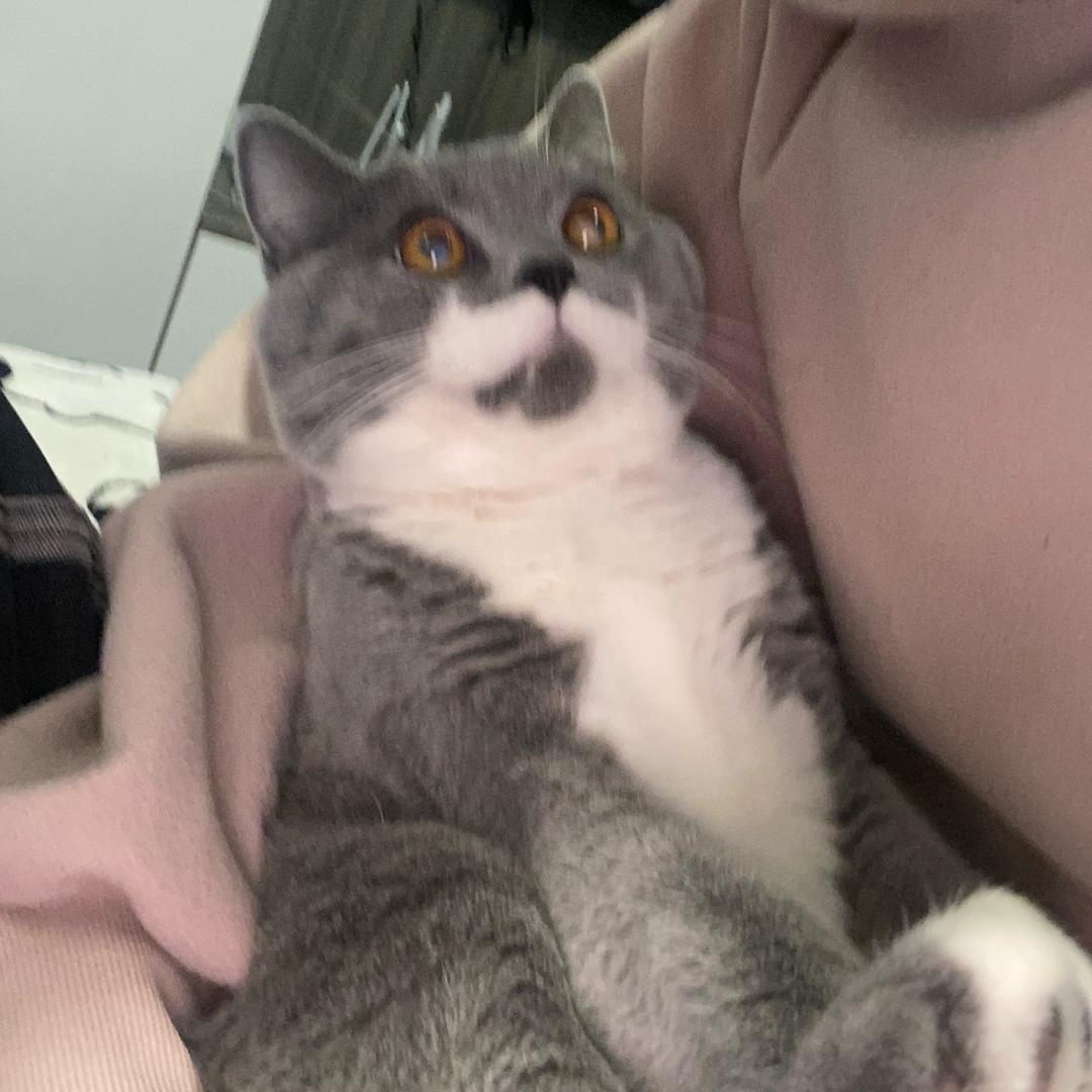愿锦