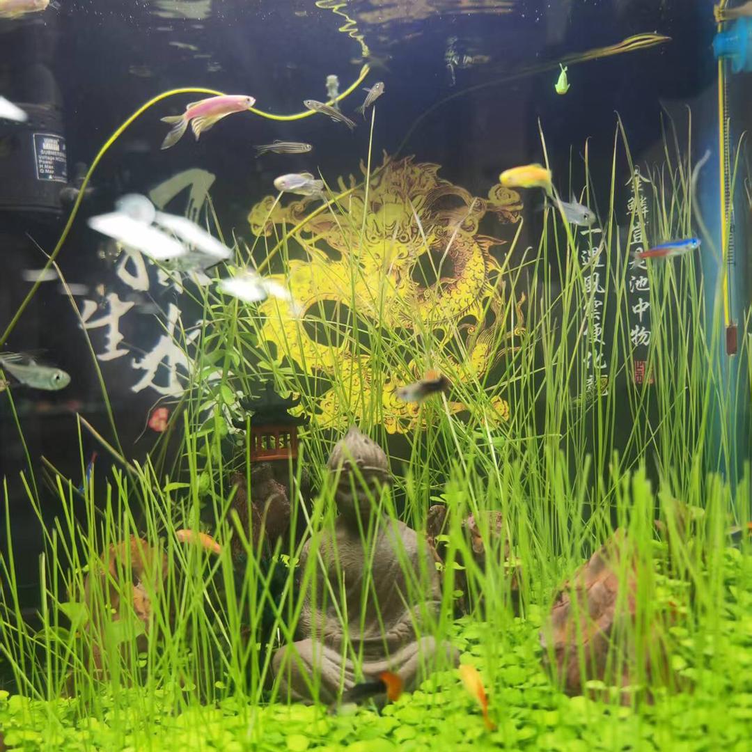 TK撸礼物软件，网络搭建