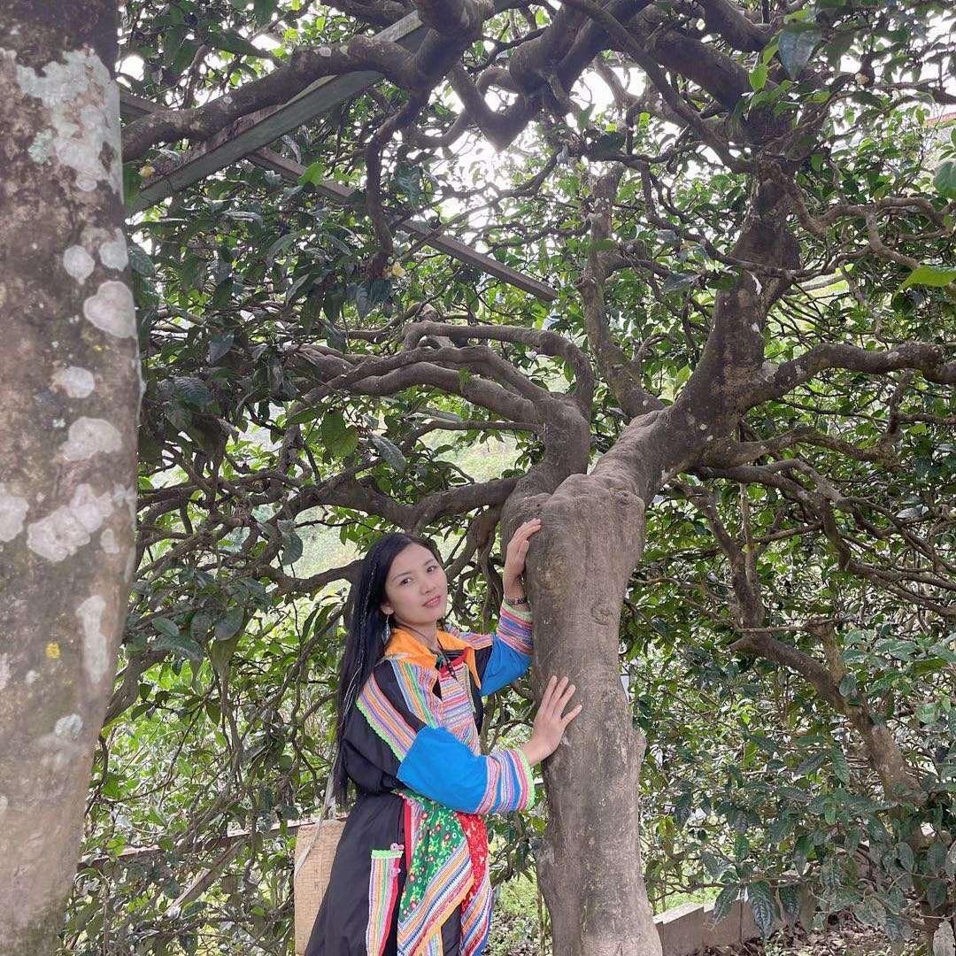 冰岛南迫古树茶