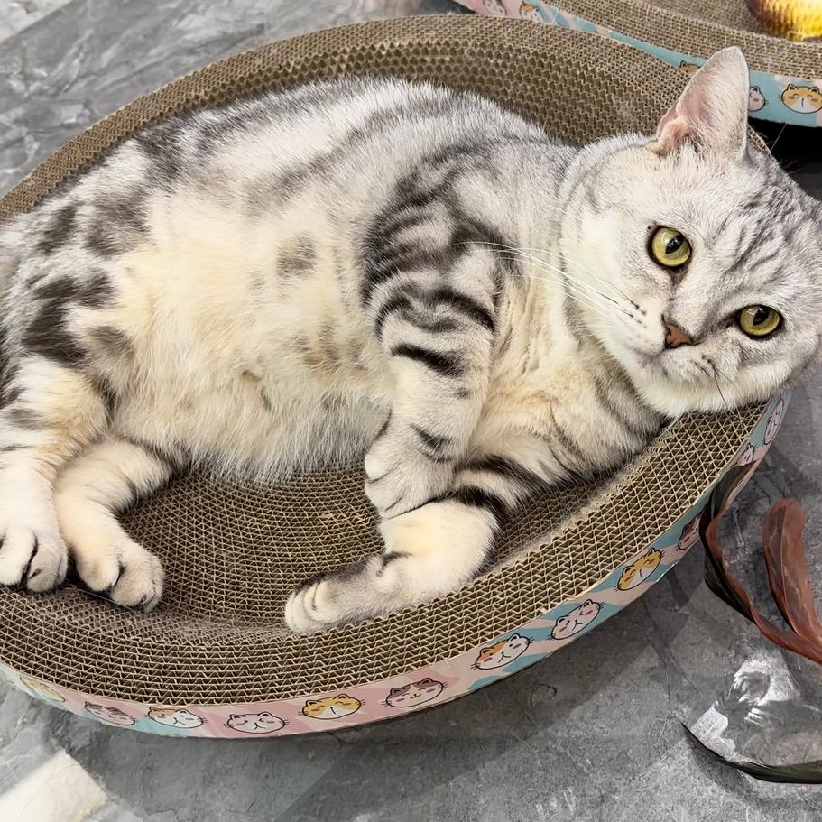 东狐猫抓板