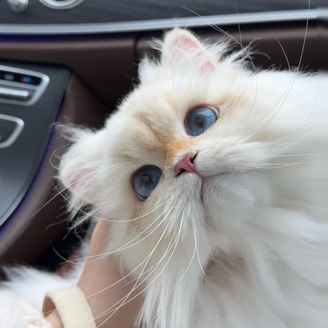 猫大猫舍-然然