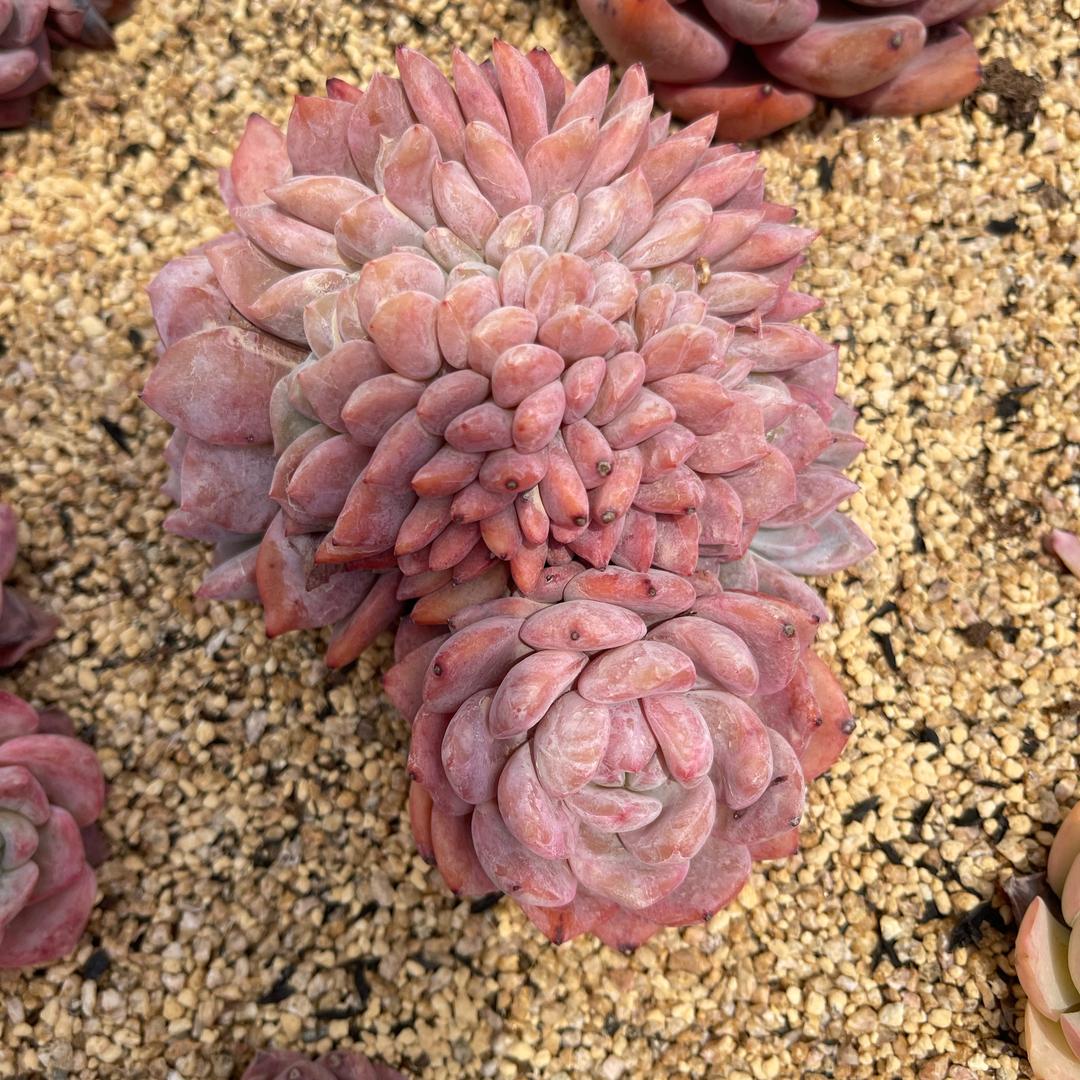 云南黑桃多肉店铺