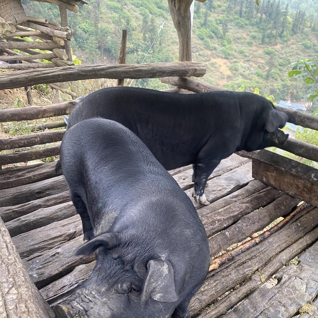 高良味道馆