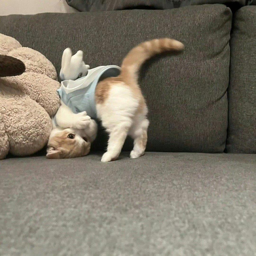 做只猫
