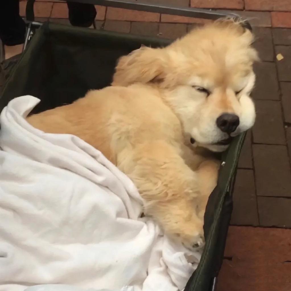七秒鱼°