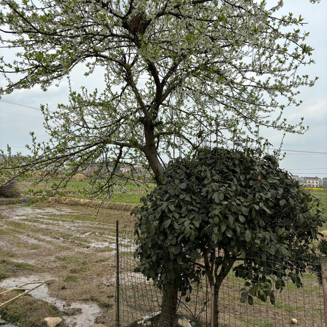 农业小日常