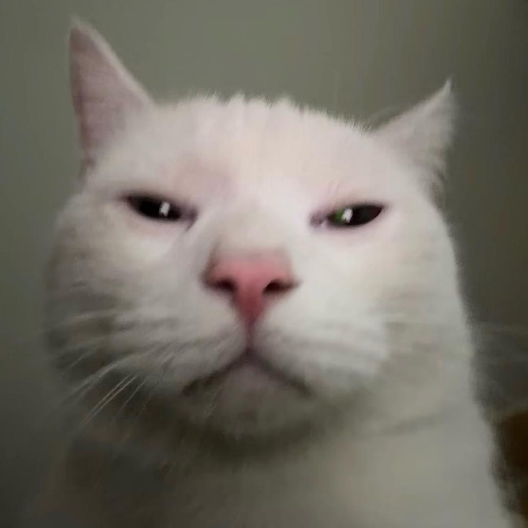 ㅤ 一只孤独的淀粉