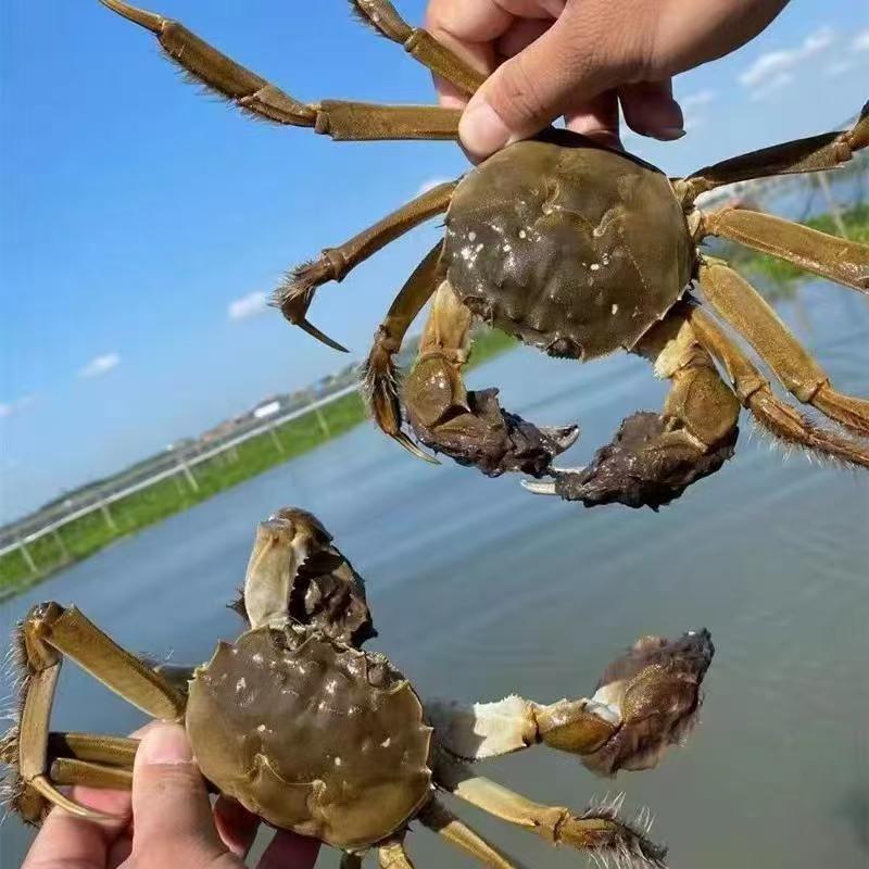 星佑水产高飞创意屋