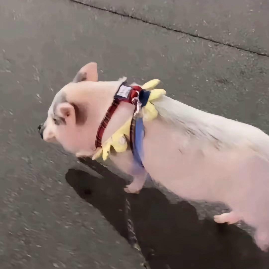 小y