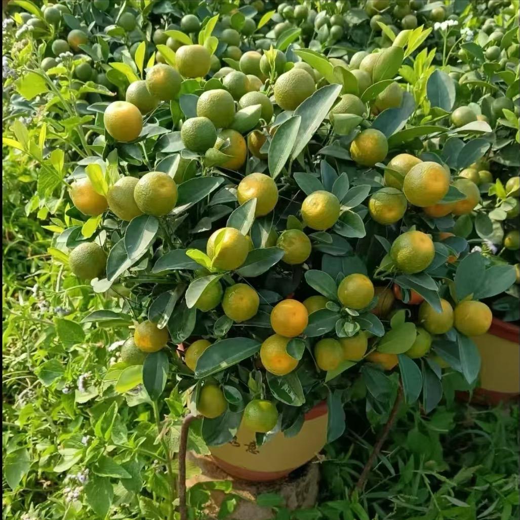 绿潘农业花卉经营店