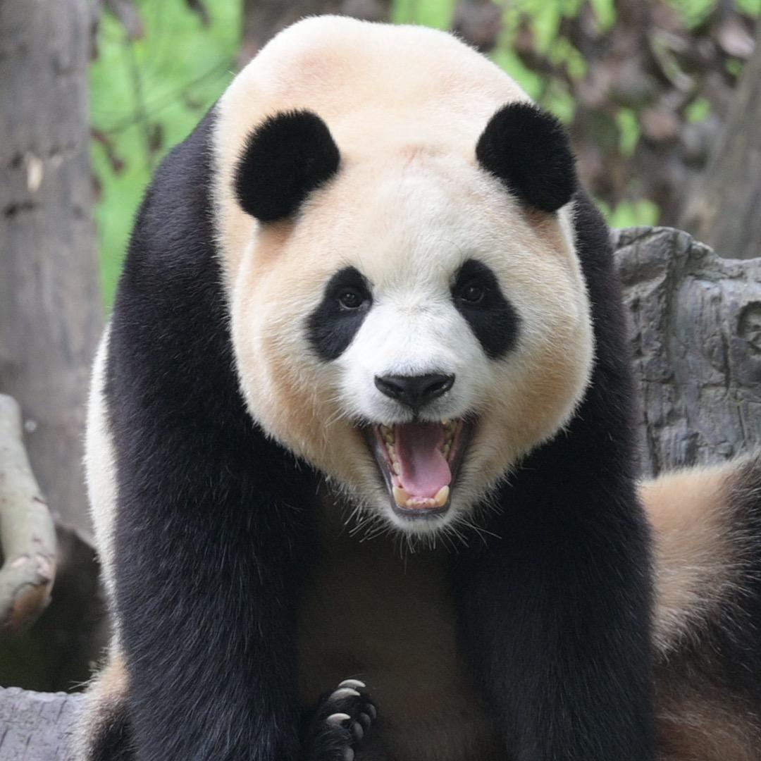 妙三岁(七音福)