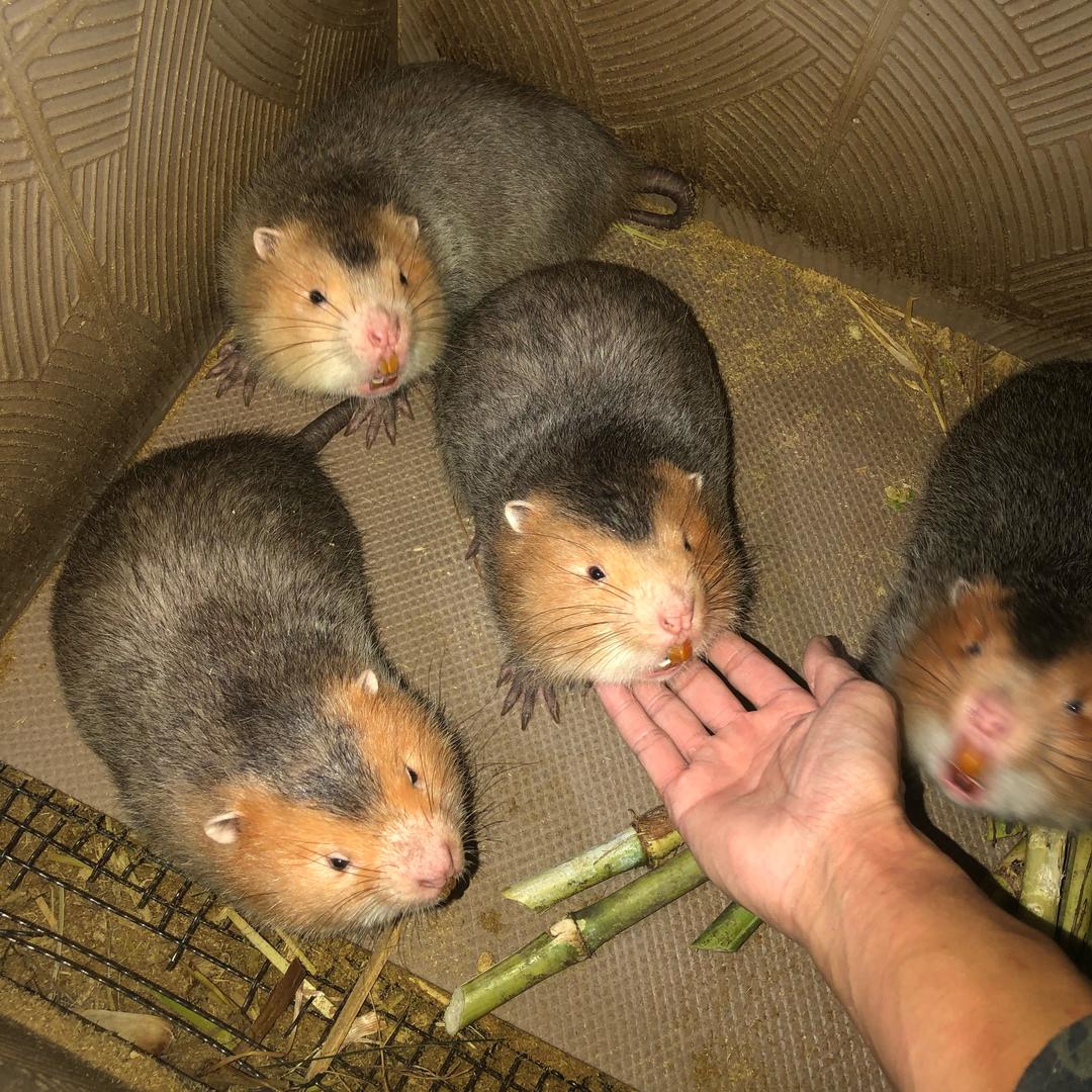 阿宝竹鼠养殖