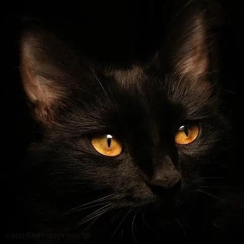 🐱大脸猫🐱