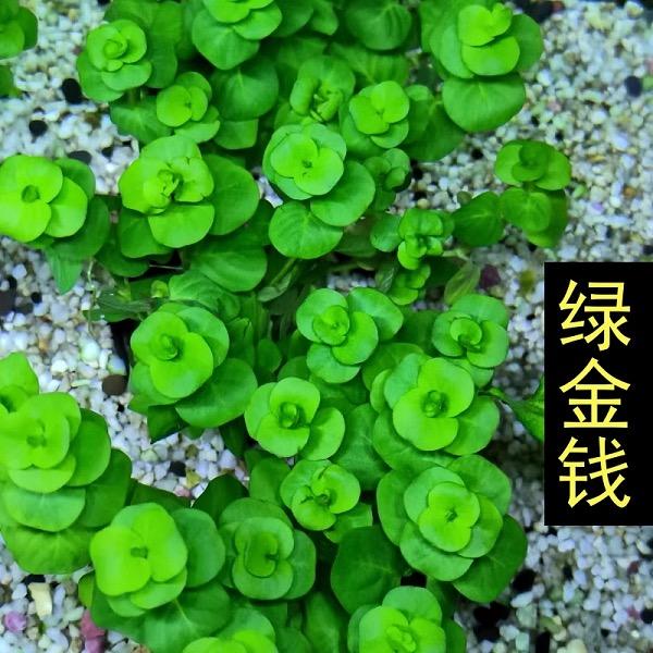 希悦水草造景