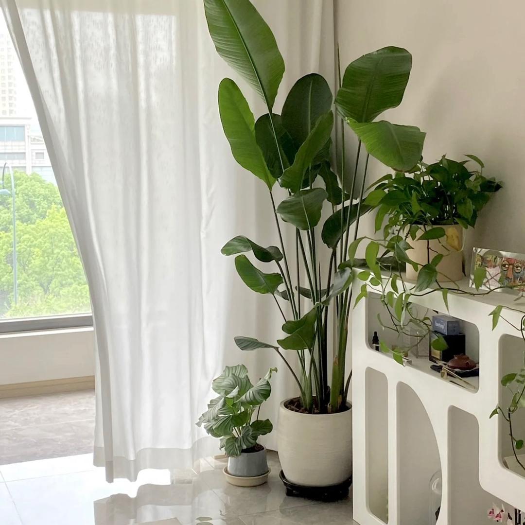 南方绿植严选