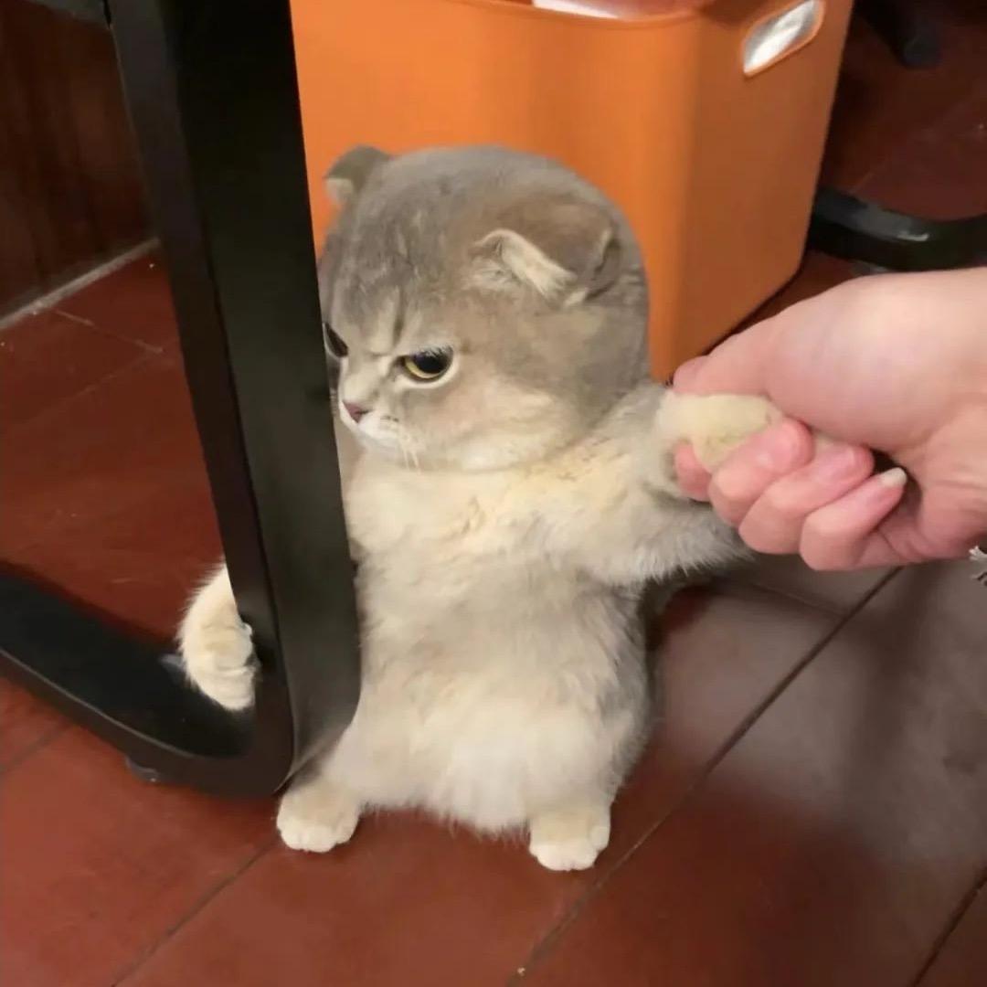 可乐🥤