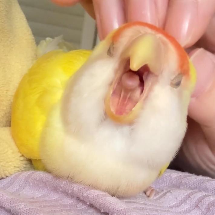 忍冬