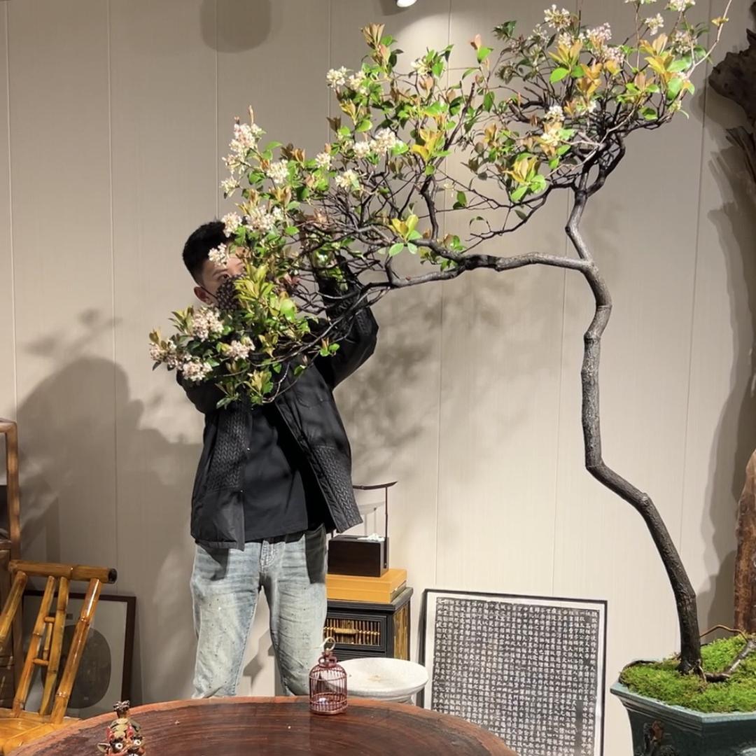 严天|艺术盆景盆栽