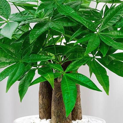 陈秀华