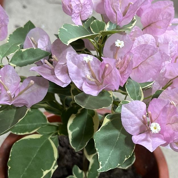 山脚下的花