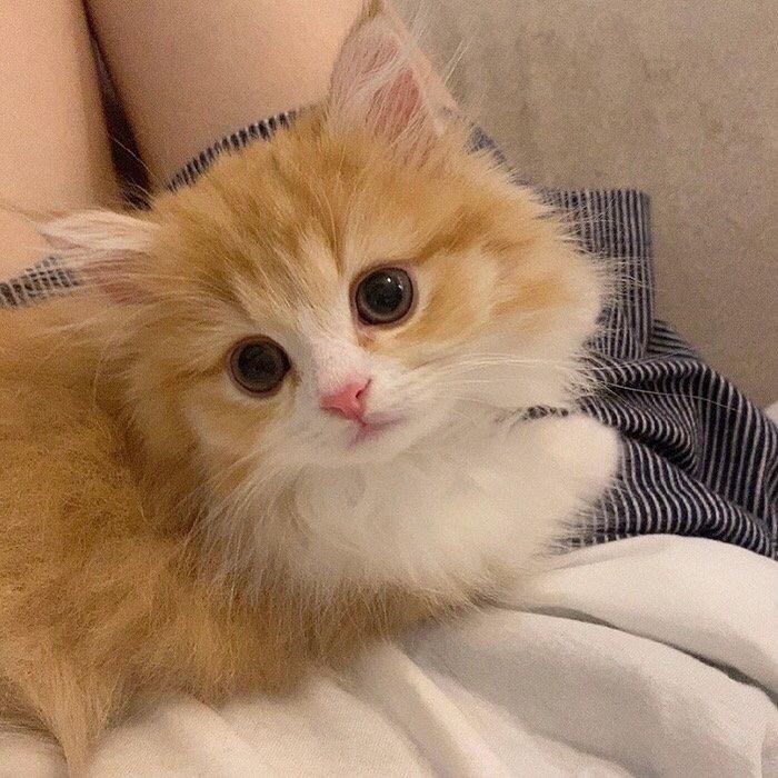 念-