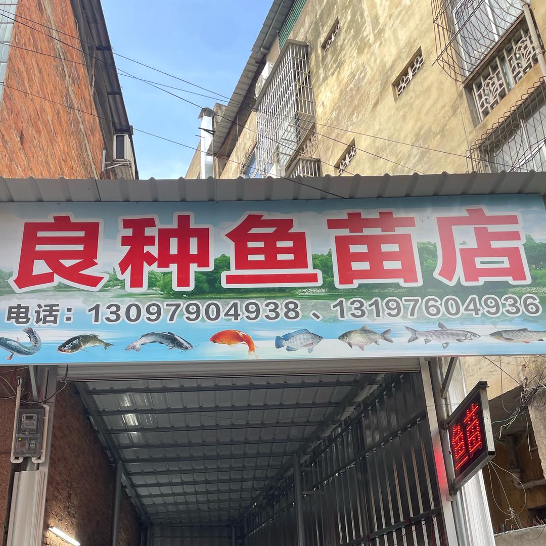 上思良种鱼苗店