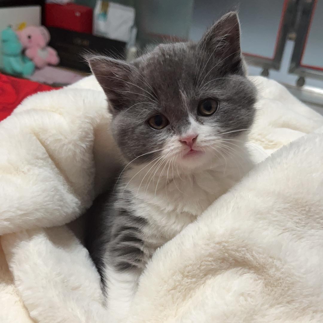 小戴粉馆杨公子现捞现卤