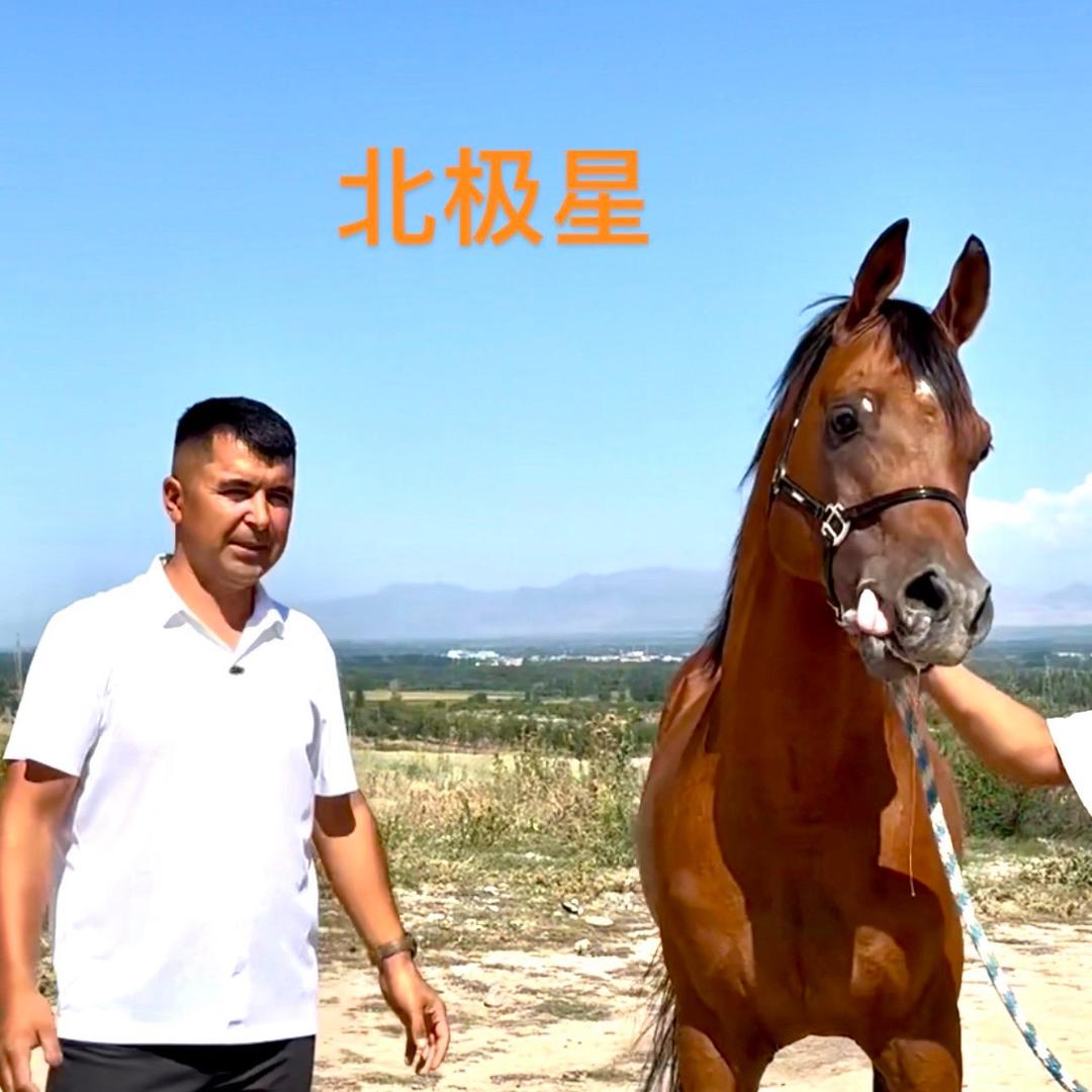 买尔旦 新蒙马业