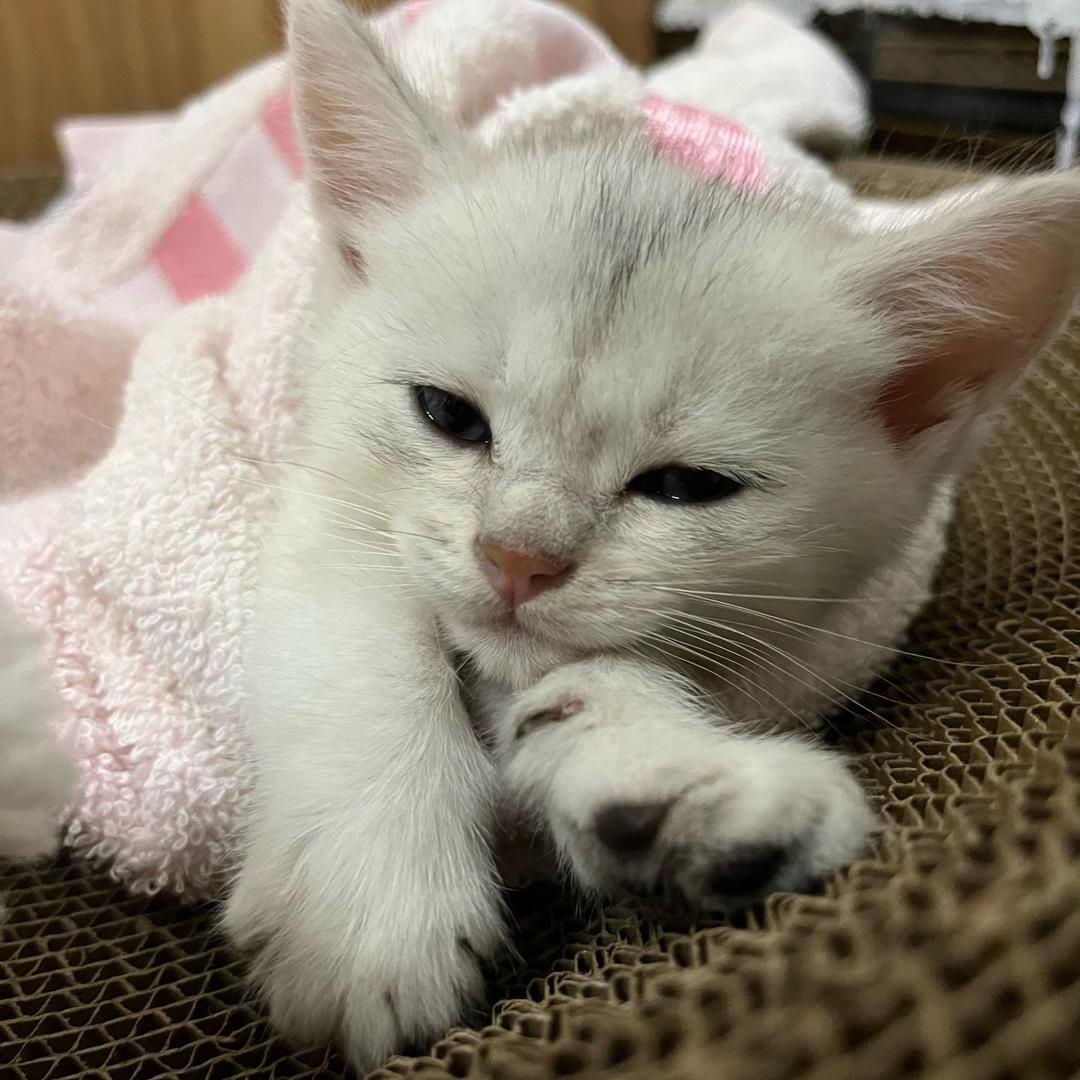 得宝的憨憨生活