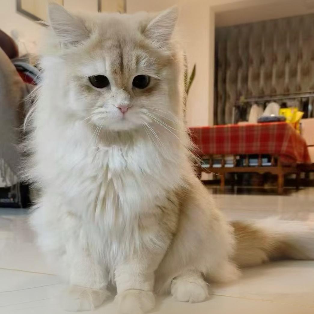 小猫爱唱歌