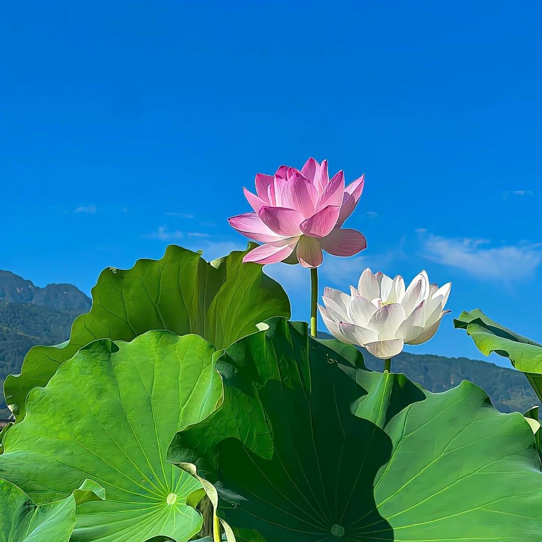 万事顺遂