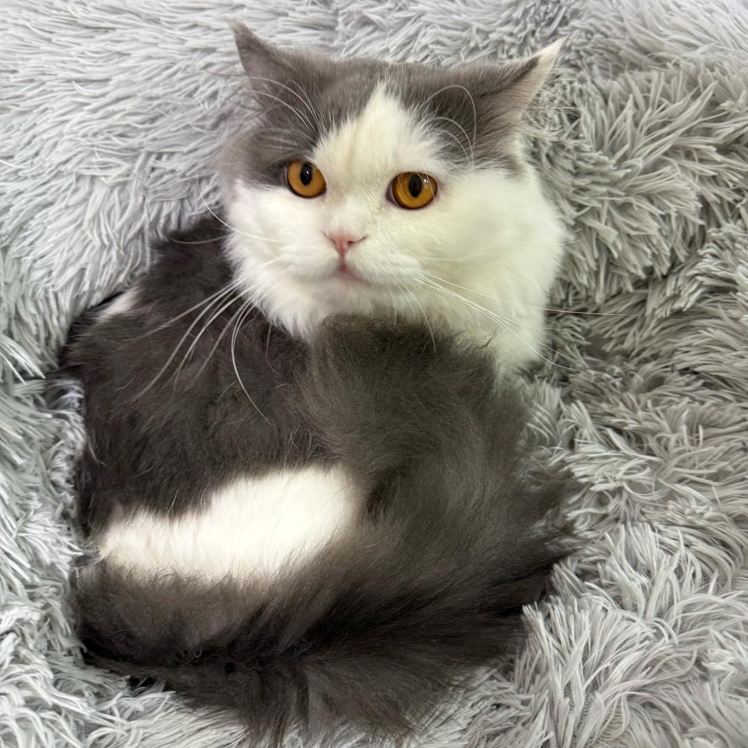 小宝贝的帽子