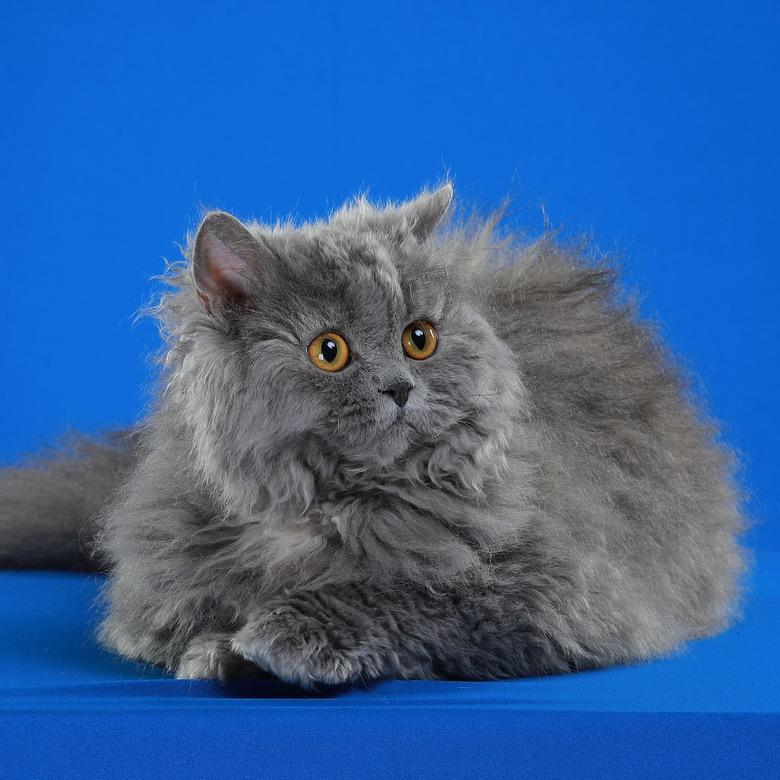 小梧桐犬舍，猫舍，鸽舍