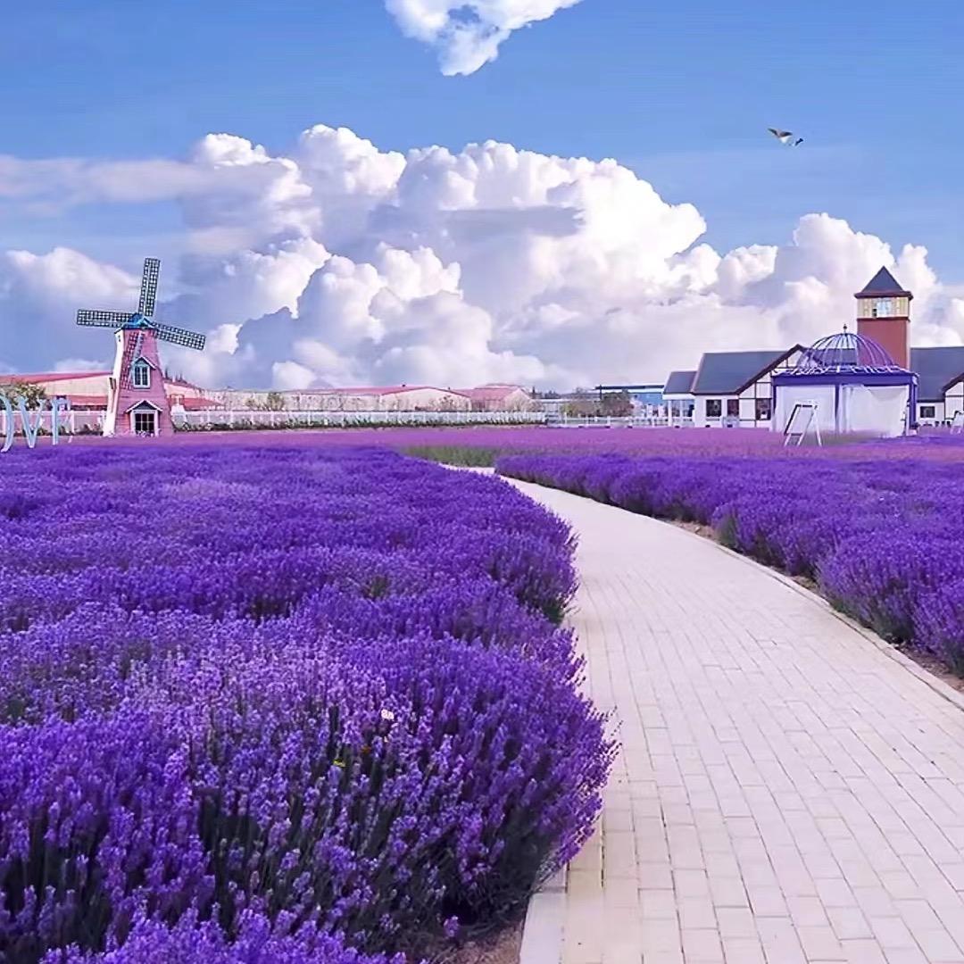 薰衣草✨⚡️