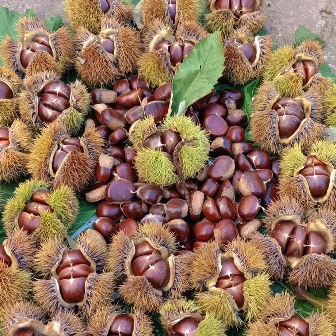 建国栗业农副产品购销站